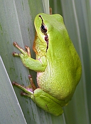 Stripeless Tree Frog - Hyla meridionalis © Teresa Farino